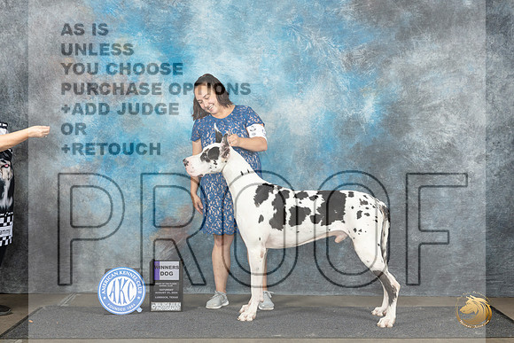 Great dane #9 Sat WD Judge Debra Thornton__JP_3596_Lubbock_2024_HR3
