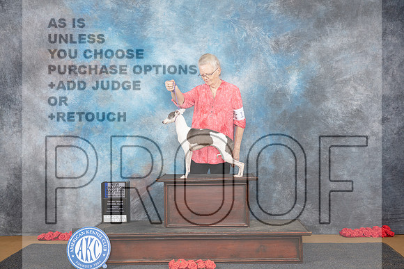 Italian Greyhound #8 Sun WBBOWM NCH Judge Nikki Riggsbee__JP_0528_Sulphur Springs_2024_HR3