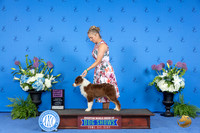 Australian Shepherd #12 THUR BOB G1 Judge Terri Burrows