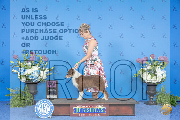 Australian Shepherd #12 THUR BOB G1 Judge Terri Burrows__JP_8255_Houston_2024_HR3