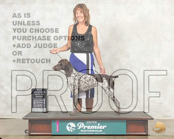 German Shorthaired Pointer #462 BOBNCh Judge Linda Reece__MJ_8369_Premier_2022_HR3
