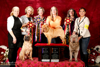 Chinese Shar Pei Sat S1 & S2 Best in Show Beth Brown