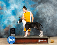 Great Dane #25 Fri PBOBG2 Judge Thomson Stanfield