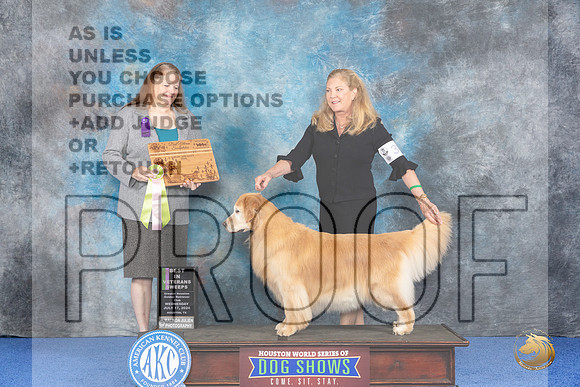 Golden Retriever #30 WED BV Judge Maura Phelan__JP_6507_Houston_2024_HR3