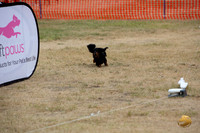 *Precision Coursing Longview WA 2024 Longhaired Dachshund