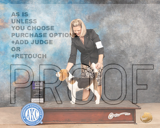 Beagle 15 #9 Fri WDM Judge Gloria Kerr-MMJ_3309-Addison2022-HR3