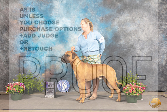 Bullmastiff #5 WD Judge Jan Paulk_MJ_0032_SA_2022_HR3
