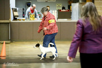 Terrier Group Ring Sat