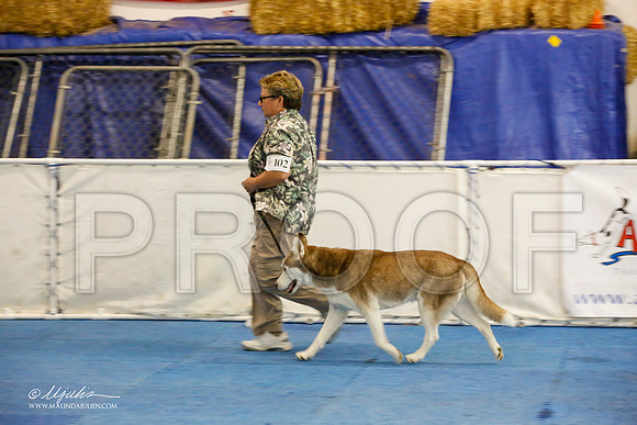 _M3_7840-AddisonHuskyMar2015-HR3