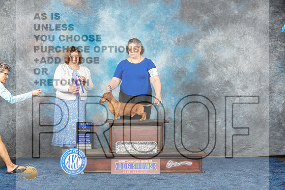 Dachshund Smooth #5 Wed WD BOW Judge Muthard-MJP_1110e-Hstn2023_HR3