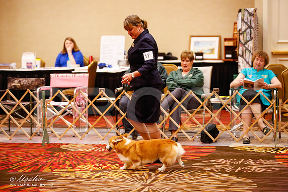 _JJ_9397-HstnCorgiFeb2015-HR3