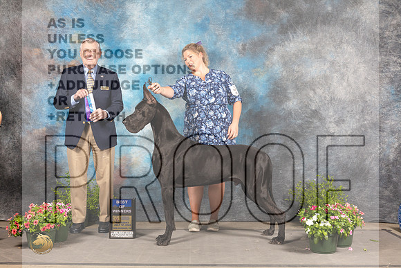 Great Dane #9 Sun BOW Judge David Bolus-_MJ_1198e_SA2022-HR3