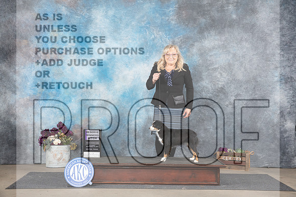 Miniature American Shepherd #8 Sat RWB Judge Del Richards__JP_7008_Belton_2024_HR3
