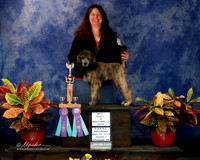 Multi Color Poodle Reserve Best Puppy Sat S2 Rebecca Breining Norman Nov 2013