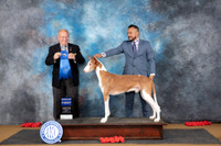 Ibizan Hound #5 Sun G1 Judge Sidney Marx