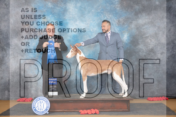 Ibizan Hound #5 Sun G1 Judge Sidney Marx__JP_0865_Sulphur Springs_2024_HR3