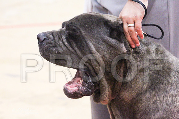 NeapolitanMastiff-0575LR