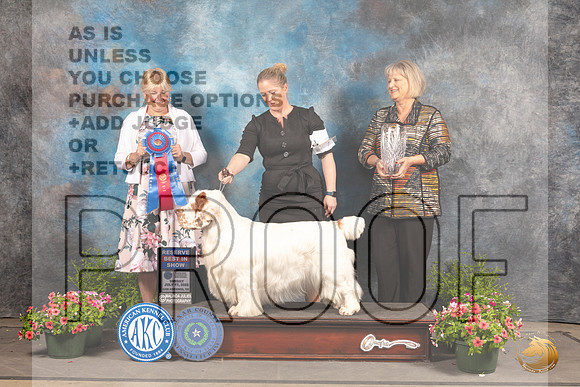 Clumber Spaniel #7 Sun RBIS Judge Debra Thorngon_MJ_1748_SA_2022_HR3