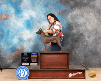 American Hairless Terrier #5 Sun BOBOHBOB Judge Mary Jane Carberry