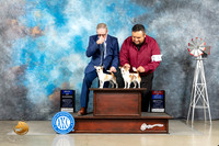 Chihuahua Smooth #6 & Long Coat #6 BOW Judge Joan Liebes