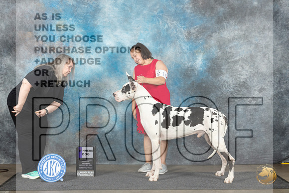 Great Dane #9 Sat WD Judge Debra Thornton r__JP_3897_Lubbock_2024_HR3