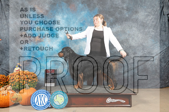 Gordon Setter  #5 Sun BOS Judge Del Richards r_MJ_6648_Belton_2022_HR3