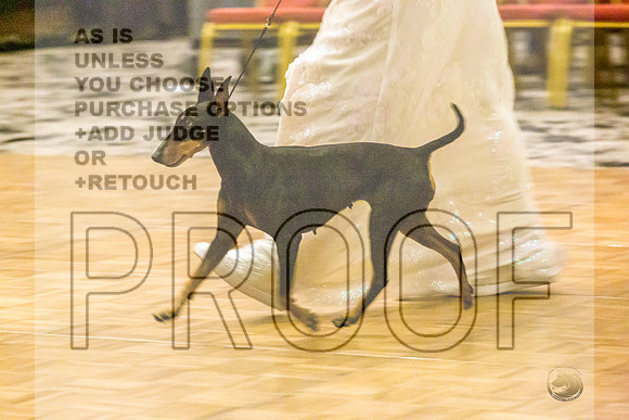 Manchester Terrier MTOY Candids-JJL_2338-Hstn2022_HR3