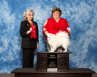 American Eskimo Sat Irene Haefner G2 New Ch