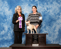 French Bulldog Sat ARBIS Mary Anne Barnett
