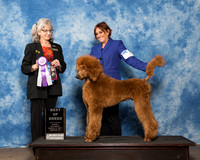 Poodle Sat BOB Alex Hawkins