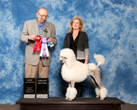 Poodle Sat Bambi Kaminski