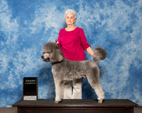 Poodle Sat GrCh Pat Bowers 2
