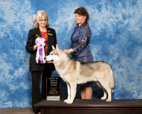 Siberian Husky Sat BIMBS Alberta CC Evans