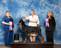 Doberman Pinscher Sat BIS RBIS Debra Markwardt