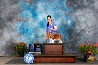 Cavalier King Charles Spaniel #8 Sat BOBGCHM Judge Christine Martinez