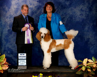 Multi color Poodle #205, 204 New Champion Sat S2 Deborah Kiper Norman Nov 2013