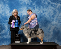 Australian Shepherd Sun Carol Harvey 1