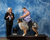Australian Shepherd Sun Carol Harvey 1-2