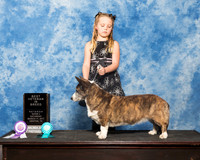 Corgi Jennifer Hartsfield Sat