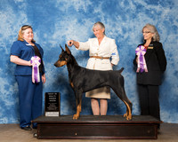 Doberman Pinscher Sat BIS RBIS Debra Markwardt