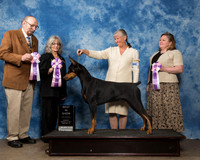 Doberman Pinscher Sun BIS Debra M