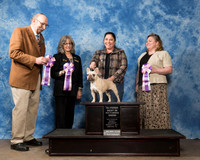 French Bulldog Sun RBIS Alt Barnett