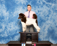 Poodle Sun Austin Stephenson