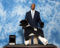 Poodle Sun Kathy Zimmerman 2