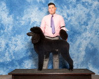 Poodle Sun Stephanie Cooper