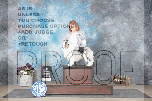 Shetland Sheepdog #5 Sun WDBOWM Judge Gloria Kerr__JP_7745_Belton_2024_HR3