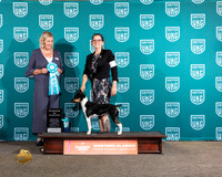 Rat Terrier #15 Thur CH Judge Sherri Fosi