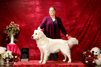 Golden Retriever Sun S1 New Int'l Ch Debby Schrenk