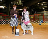 Norwegian Elkhound #7 Sat BOB +A1