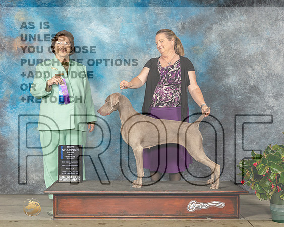Weimaraner #12 Fri WBCH Judge Nikki Riggsbee-MJP_8048e-Hstn2023_HR3
